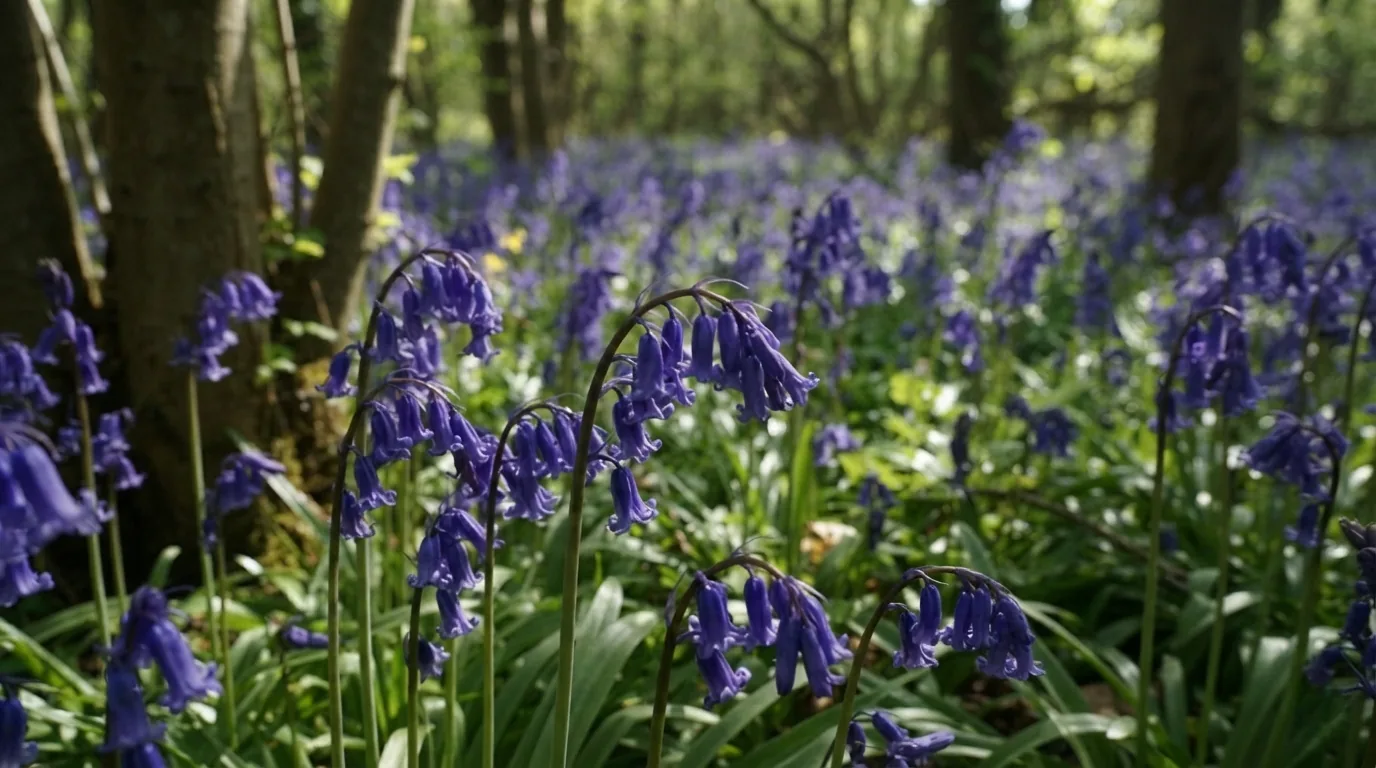 Jacinthe des bois (Hyacinthoides non-scripta)